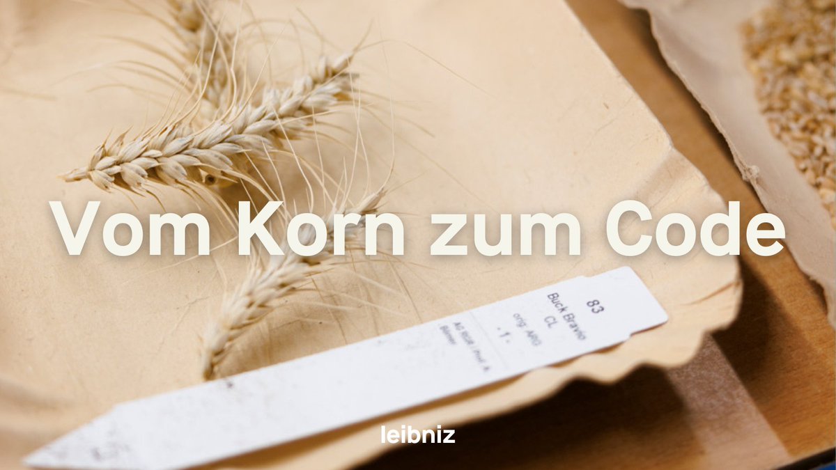 Leibniz-Gemeinschaft (@leibnizwgl) on Twitter photo 🌾 Mit KI und Genomforschung zu resilientem Getreide: Unser Autor war in der Genbank des <a href="/LeibnizIPK/">Leibniz IPK</a> in Gatersleben und und hat sich zeigen lassen, wie die riesigen Genome der Getreidepflanzen entschlüsselt werden. 🧬
👉 Die Reportage im #LeibnizMagazin: leibniz-magazin.de/gerste 🌾 Mit KI und Genomforschung zu resilientem Getreide: Unser Autor war in der Genbank des <a href="/LeibnizIPK/">Leibniz IPK</a> in Gatersleben und und hat sich zeigen lassen, wie die riesigen Genome der Getreidepflanzen entschlüsselt werden. 🧬
👉 Die Reportage im #LeibnizMagazin: leibniz-magazin.de/gerste