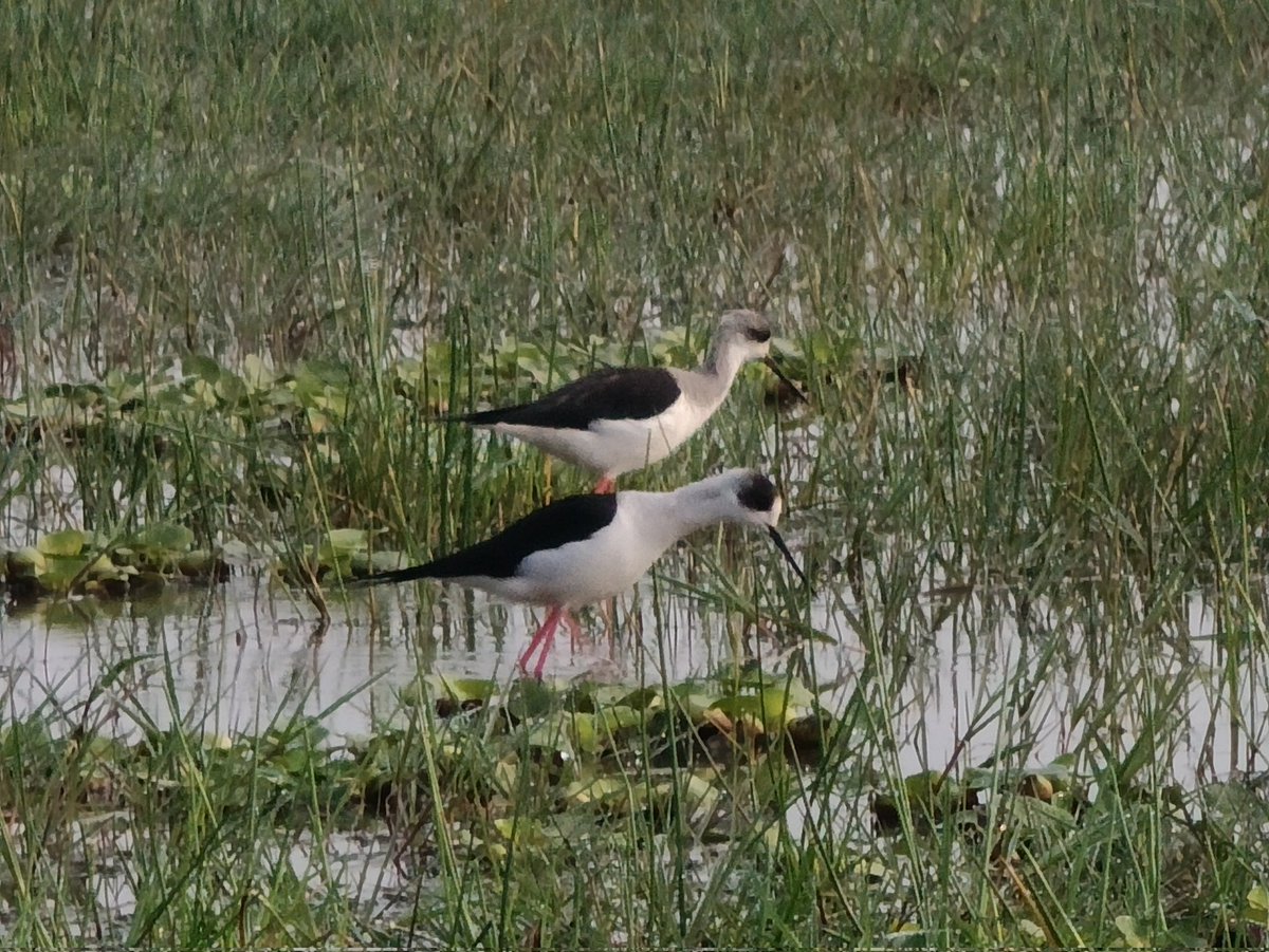 Durga Prasad Gouda tweet media