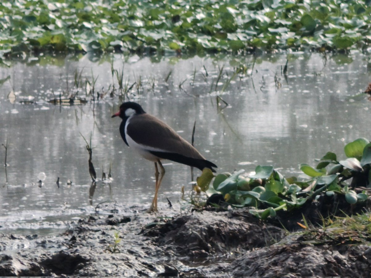The wonderful wetlands at Mangalajodi awaiting bird-lovers of the world with its scenic beauty, serene weather and unraveling #India's best kept secret.

#odishaTourism #chilika #tourism
<a href="/odisha_tourism/">Odisha Tourism</a> <a href="/PravatiPOdisha/">Pravati Parida</a> <a href="/CMO_Odisha/">CMO Odisha</a>