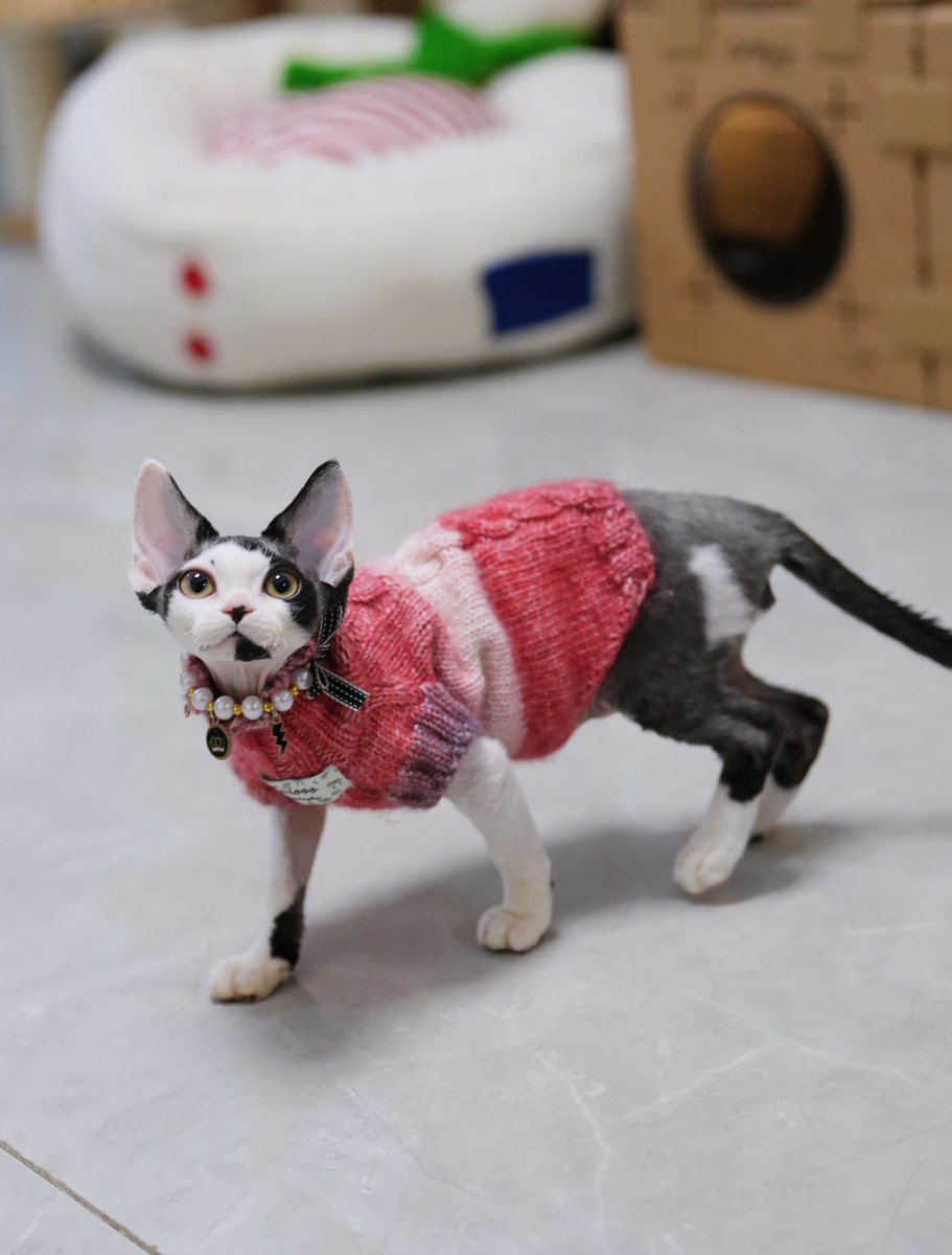 ZouZhou1112's tweet image. The black with white Devon Red kitten has graduated from the Gulooo Cattery💛
Wearing a handmade sweater knitted with love, it's happily and healthily off to its new home.💚#drx #devonrexcat #devonrexkittens #devonrex