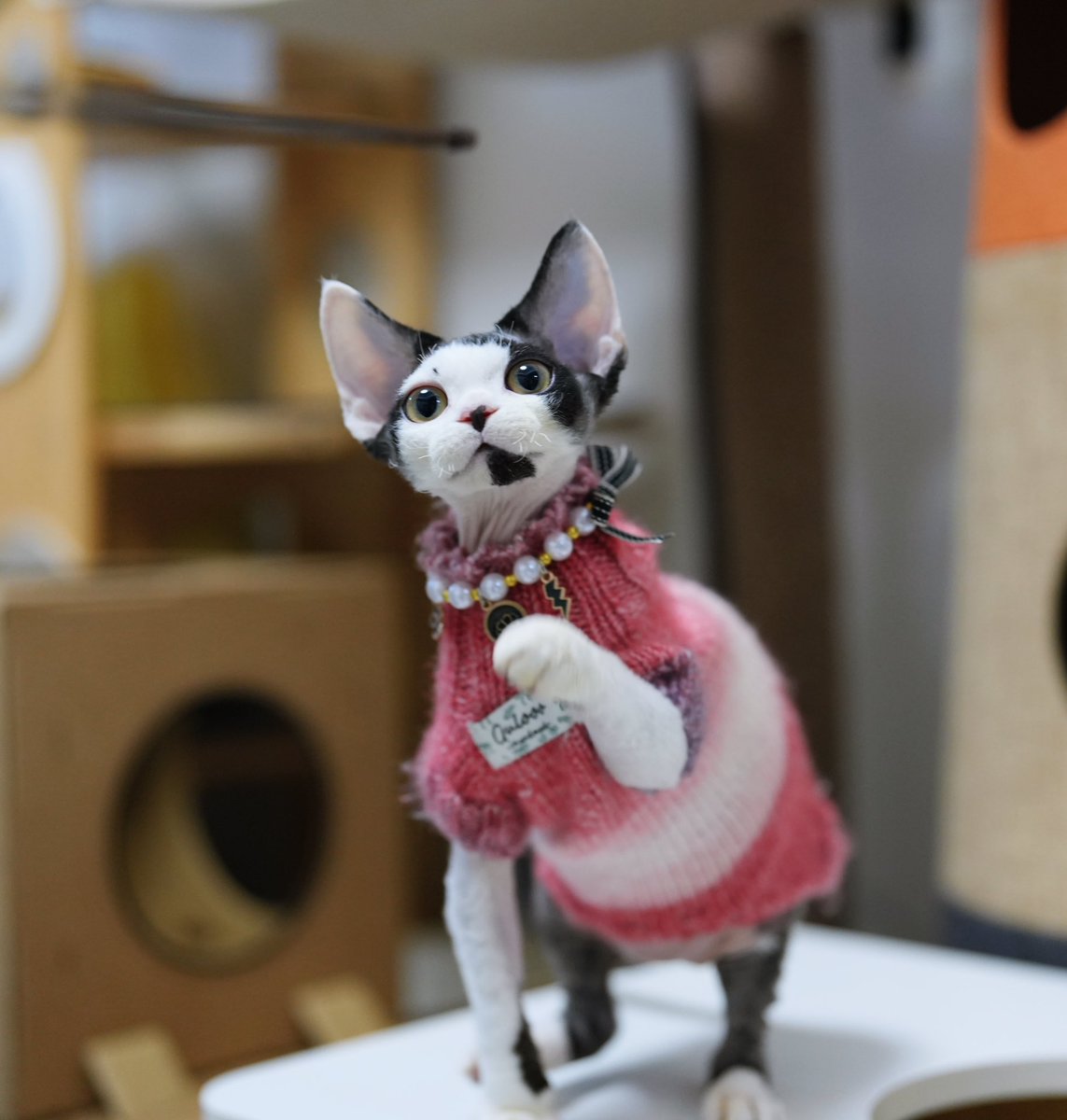 ZouZhou1112's tweet image. The black with white Devon Red kitten has graduated from the Gulooo Cattery💛
Wearing a handmade sweater knitted with love, it's happily and healthily off to its new home.💚#drx #devonrexcat #devonrexkittens #devonrex