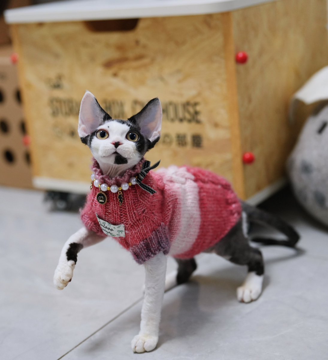 ZouZhou1112's tweet image. The black with white Devon Red kitten has graduated from the Gulooo Cattery💛
Wearing a handmade sweater knitted with love, it's happily and healthily off to its new home.💚#drx #devonrexcat #devonrexkittens #devonrex