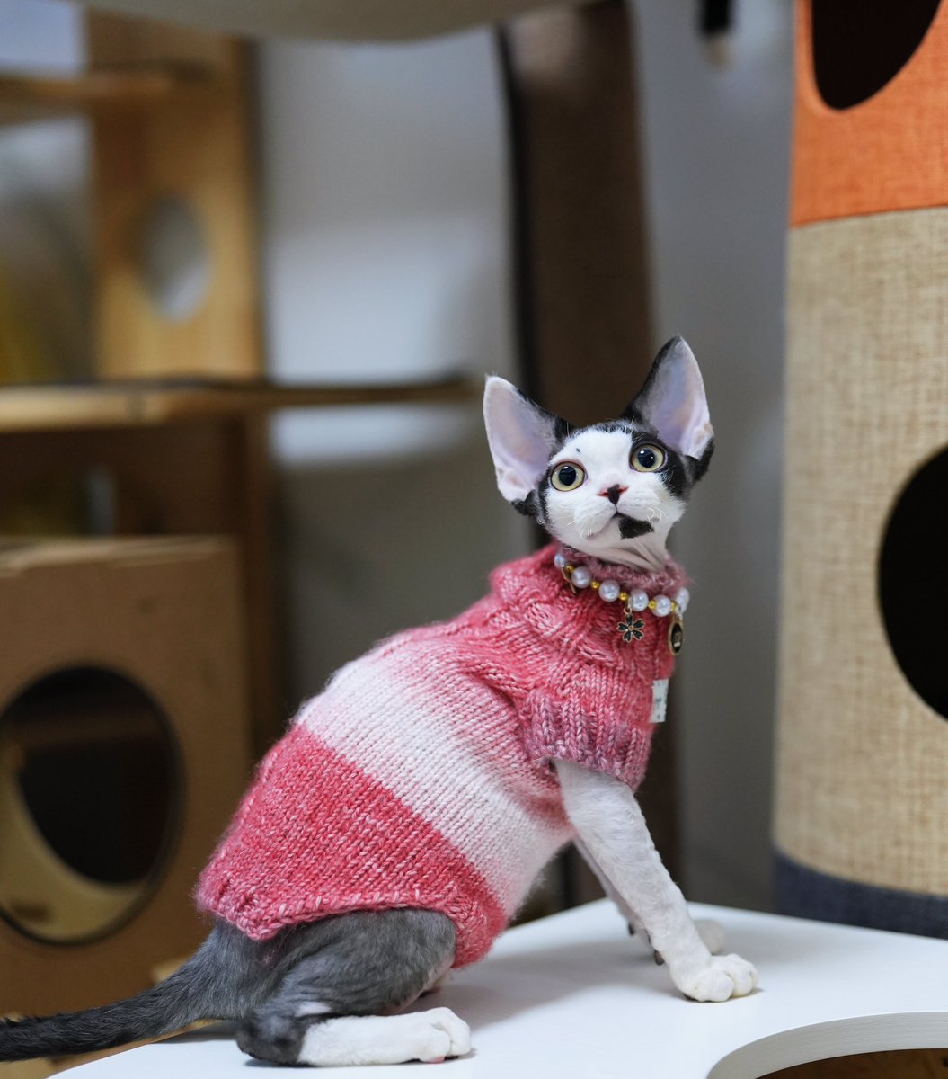 ZouZhou1112's tweet image. The black with white Devon Red kitten has graduated from the Gulooo Cattery💛
Wearing a handmade sweater knitted with love, it's happily and healthily off to its new home.💚#drx #devonrexcat #devonrexkittens #devonrex