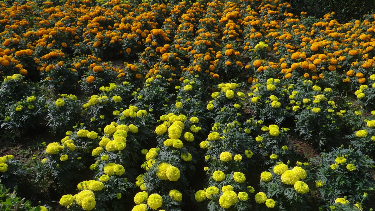BDA_BBSR's tweet photo. These stunning flowers are adding magic to #ParkUtsav at IG Park, creating a vibrant and refreshing experience for all! Come, enjoy nature's beauty and celebrate with us. 🌺🌟
#IGPark #BDAParks #Merigold #ParkUtsav #EkamraUtsav https://t.co/UkHWCtPzvD