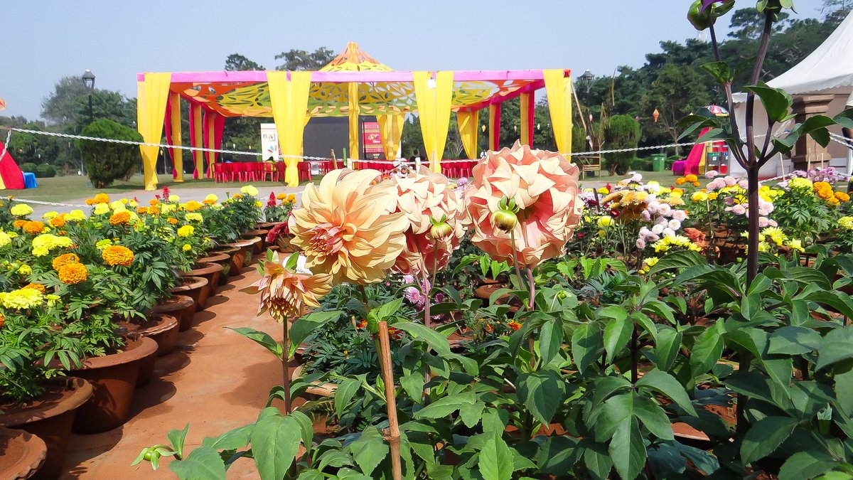 BDA_BBSR's tweet photo. These stunning flowers are adding magic to #ParkUtsav at IG Park, creating a vibrant and refreshing experience for all! Come, enjoy nature's beauty and celebrate with us. 🌺🌟
#IGPark #BDAParks #Merigold #ParkUtsav #EkamraUtsav https://t.co/UkHWCtPzvD