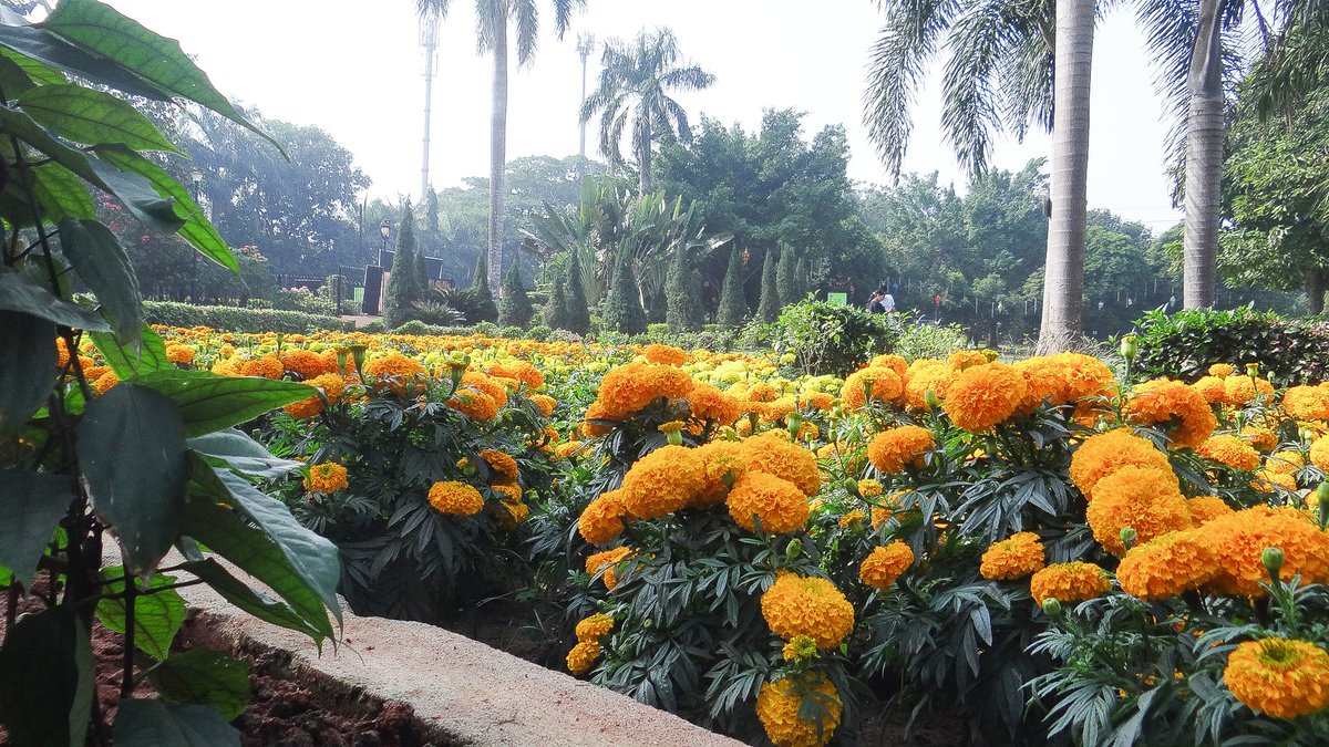BDA_BBSR's tweet photo. These stunning flowers are adding magic to #ParkUtsav at IG Park, creating a vibrant and refreshing experience for all! Come, enjoy nature's beauty and celebrate with us. 🌺🌟
#IGPark #BDAParks #Merigold #ParkUtsav #EkamraUtsav https://t.co/UkHWCtPzvD