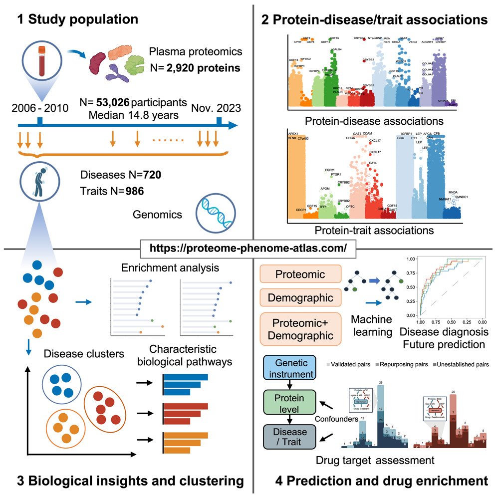 🔬 Proteomics Atlas: A Game Changer
🔸Links 2,920 plasma proteins to 1,706 diseases and 986 traits
🔸Identifies 37 drug repurposing opportunities and 26 safe targets
🔸Diagnostic potential! 
<a href="/CellCellPress/">Cell</a> <a href="/OncoAlert/">OncoAlert</a> #PrecisionMedicine #Proteomics #Biomarkers #BigData