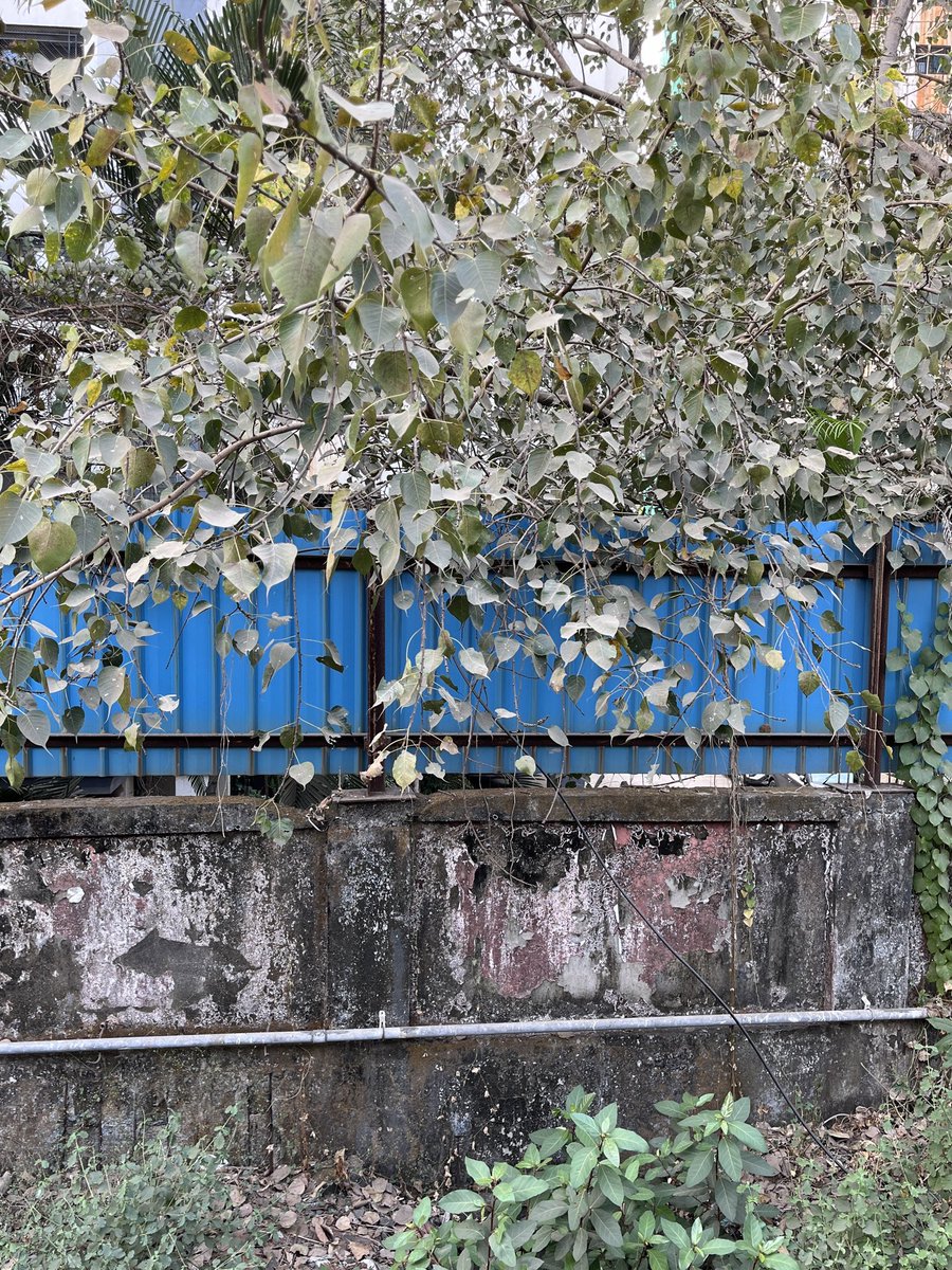 DilawarTalkies's tweet photo. Can you hear the water? #MappingMumbai https://t.co/sqxk4fhLMp