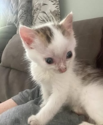 RoscommonSpca's tweet photo. Help little Bear 
Let's support little Bear together!
This is the story of little Bear. He was discovered last August as a tiny kitten with fluid on his brain and also experiencing seizures. 
https://t.co/T9UIXR0Nmg https://t.co/iHfjYo0eW5