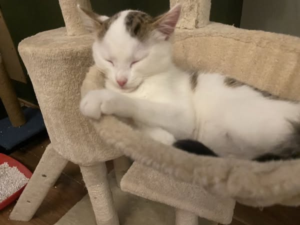 Help little Bear 
Let's support little Bear together!
This is the story of little Bear. He was discovered last August as a tiny kitten with fluid on his brain and also experiencing seizures. 
idonate.ie/fundraiser/hel…