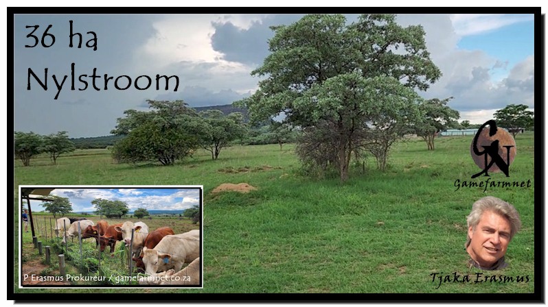 TjakaE's tweet photo. Nylsvlei weiding! R3,71m. 36 ha. Nylstroom. Groot stoor; Skaapkraal; Baie klein kampies (skaap / bees); UItkykpunt; Werkershuise. Min wild. Wildplaas: 1283b. #nylstroom #modimolle #nylsvley https://t.co/FypClTl7ml https://t.co/l4lj8f64iN