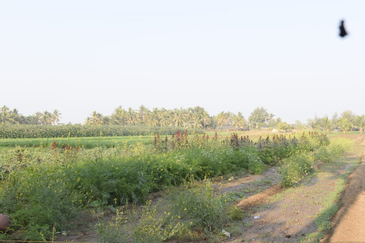 પોરબંદરમાં ઉટડા ગામના ખેડૂત અજયભાઈ કરસનભાઈ મોકરીયા પાંચ વર્ષથી ગાય આધારિત ખેતી કરી શાકભાજીના ૬૦ ટકા ભાવ વધુ મેળવે છે. ૨૦૦ જેટલા ગ્રાહકો સાથે સતત સંપર્ક રાખી  શાકભાજી ઘરે પહોંચાડીને સારી આવક મેળવી રહ્યાં છે
<a href="/CMOGuj/">CMO Gujarat</a>
 <a href="/mansukhmandviya/">Dr Mansukh Mandaviya</a> <a href="/kunvarjibavalia/">Kunvarji Bavaliya</a> <a href="/monakhandhar/">Mona Khandhar IAS</a> <a href="/GujDCoffice/">Guj DCoffice</a>