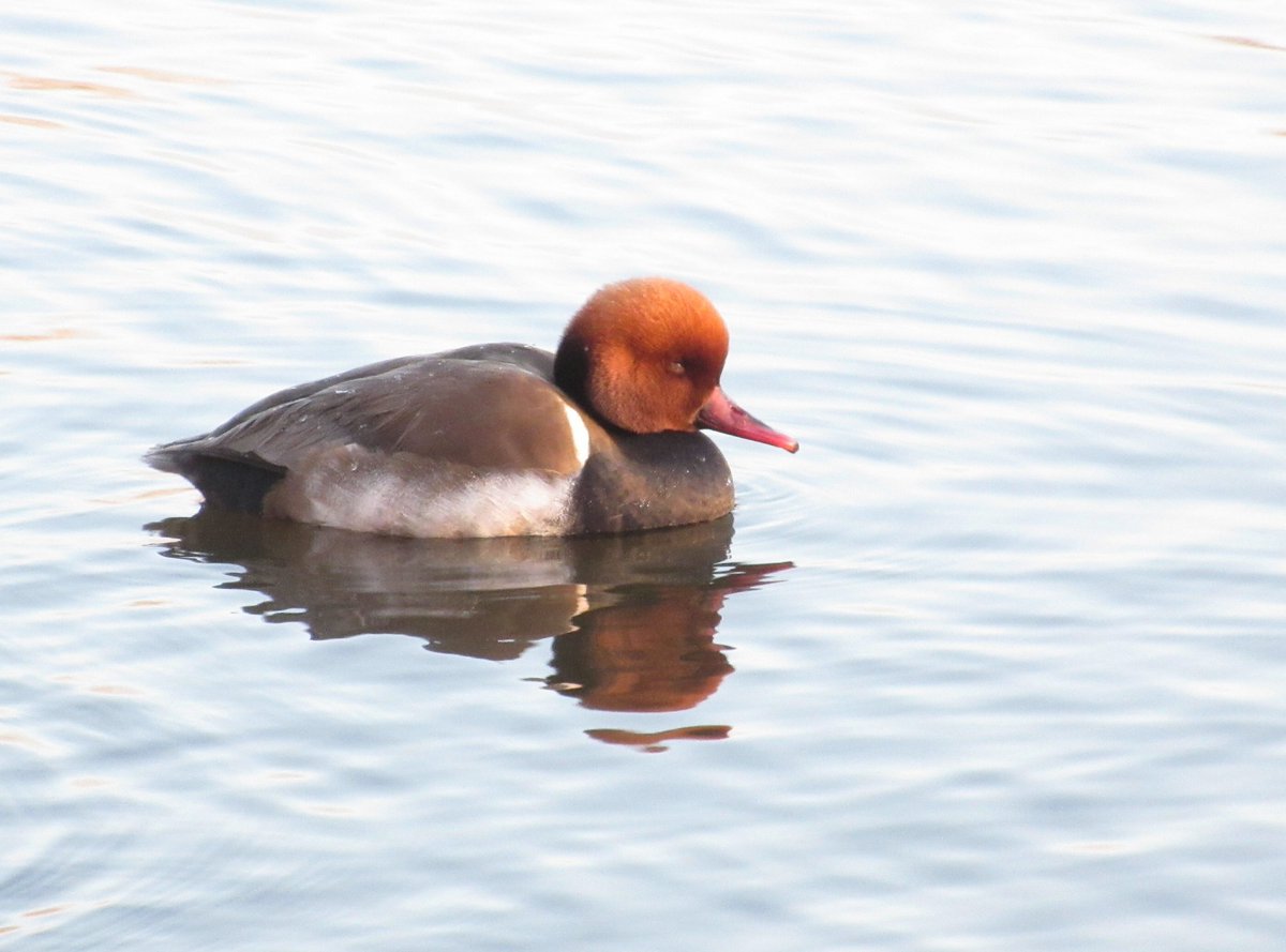 DaveSonic's tweet photo. Red Crested Pochard still at @pparkmuseum at the pontoon on the river Tees - Saturday 9am.
@teesbirds1 https://t.co/WLUH1VXLbx