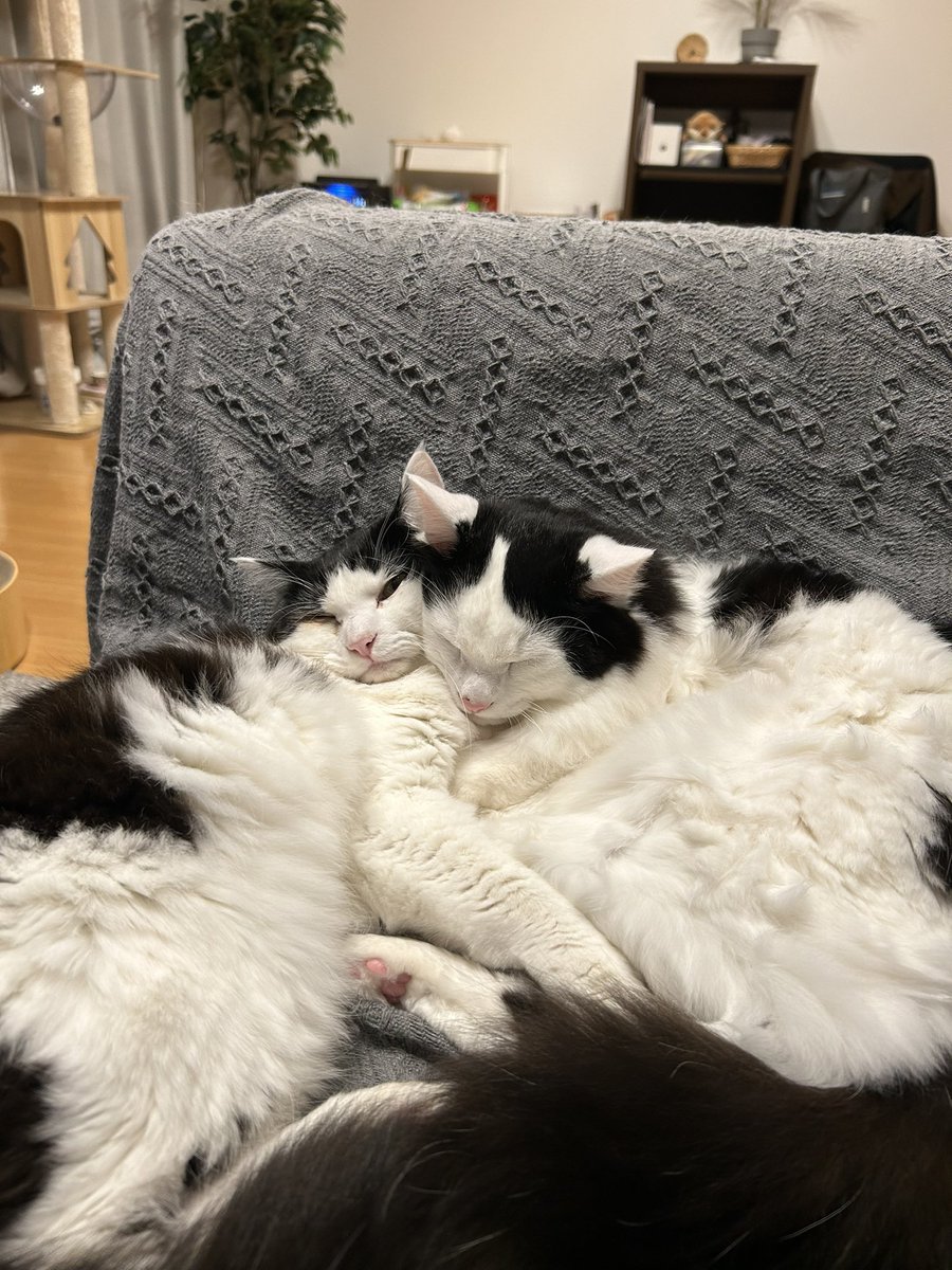 ぽんつ tweet media