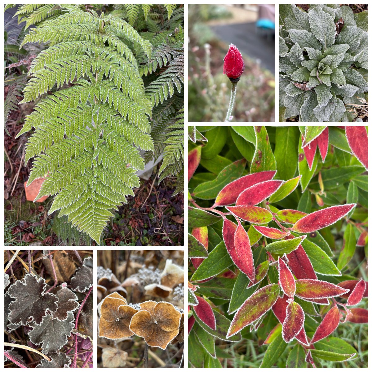 frdvil's tweet photo. Photos of icy plants this morning. 

#callicarpa #hydrangea #dicksoniaantartica #heuchera #azalea #rose #foxglove #leucothoe https://t.co/axWYPPMJTI