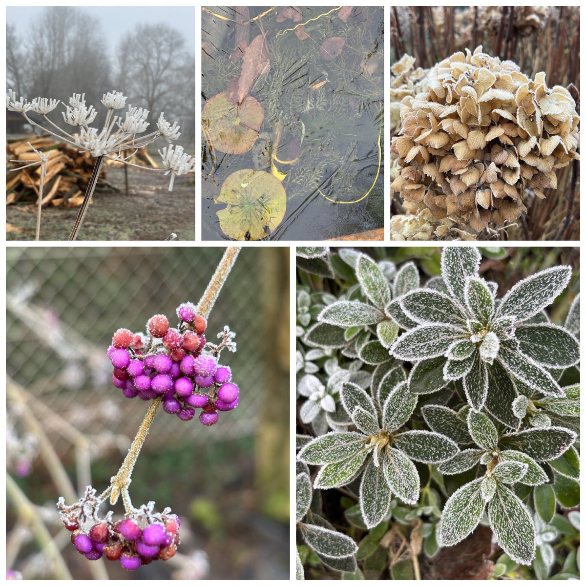 frdvil's tweet photo. Photos of icy plants this morning. 

#callicarpa #hydrangea #dicksoniaantartica #heuchera #azalea #rose #foxglove #leucothoe https://t.co/axWYPPMJTI