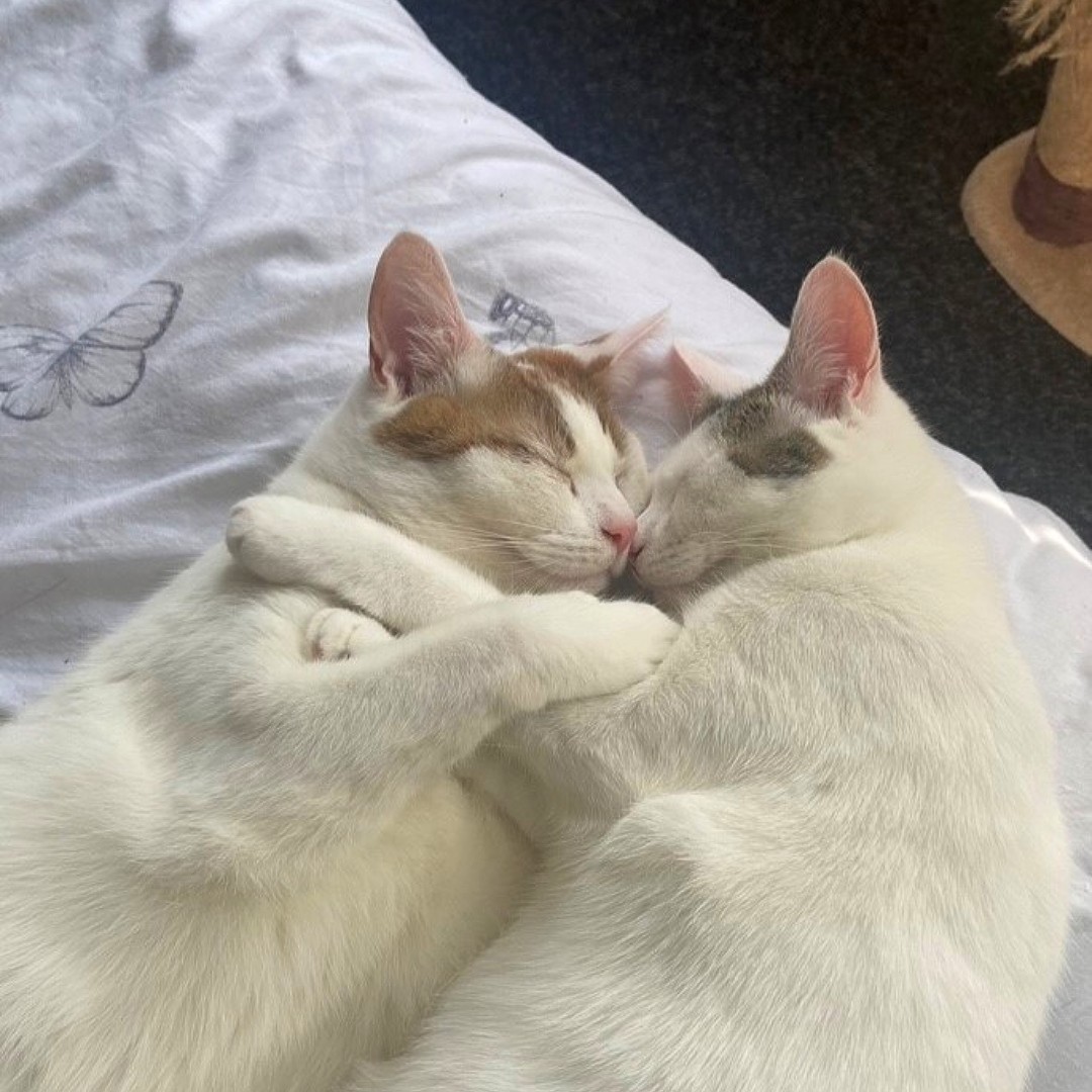 AlysonMeadowcr1 tweet picture