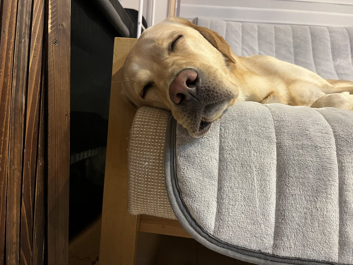 LabradorKoko's tweet photo. ぐっすり眠れますように💤

#ラブラドールのいる生活 
#ラブラドールレトリバー好き #labradorretriever 
#Labrador https://t.co/sxFrINbT5o