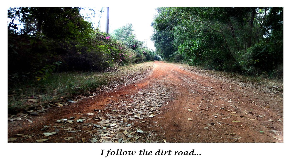 the forset run 2025 tweet media