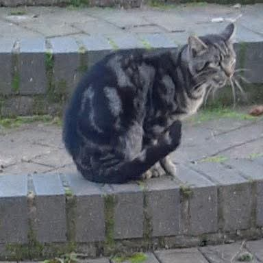 FOUND

This lovely tabby cat has turned up at a property in the Cubbington area. If you have any information on them then please get in touch. Proof of ownership will be required. Please message us directly or ring 01926 334849. 

PLEASE LIKE AND SHARE