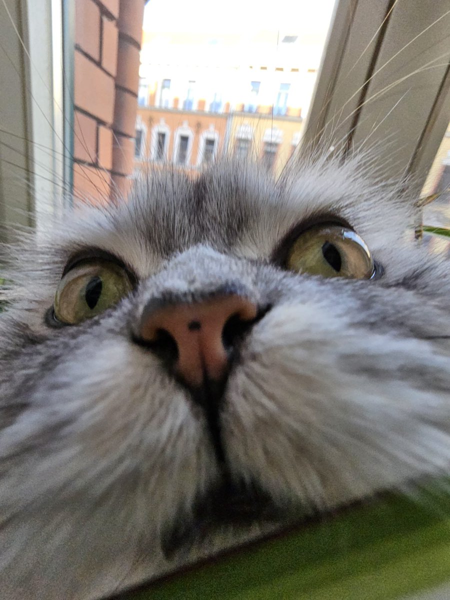 Grunzel 🐷 tweet media