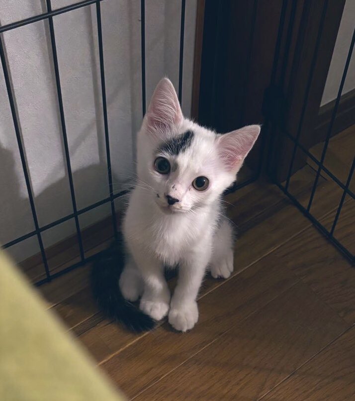 uenodanoue's tweet photo. よければ、うちのとてつもなく可愛らしく成長した猫さんを見てやってください！
かわいすぎるやろおおぉぉ！！！愛
←8月　　12月→ https://t.co/Y2faBMl48I