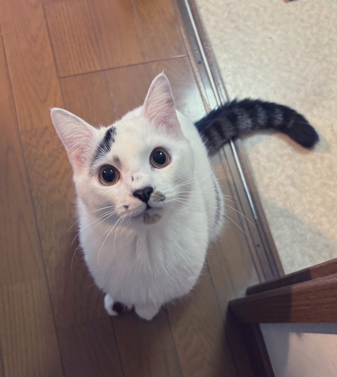 uenodanoue's tweet photo. よければ、うちのとてつもなく可愛らしく成長した猫さんを見てやってください！
かわいすぎるやろおおぉぉ！！！愛
←8月　　12月→ https://t.co/Y2faBMl48I