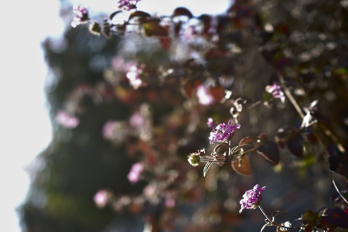 悲しいときは泣いて
嬉しいときには踊りましょう
人生は小さな奇跡でできているのだから
今は大丈夫でなくても
ずっとダメなわけでもないのだ