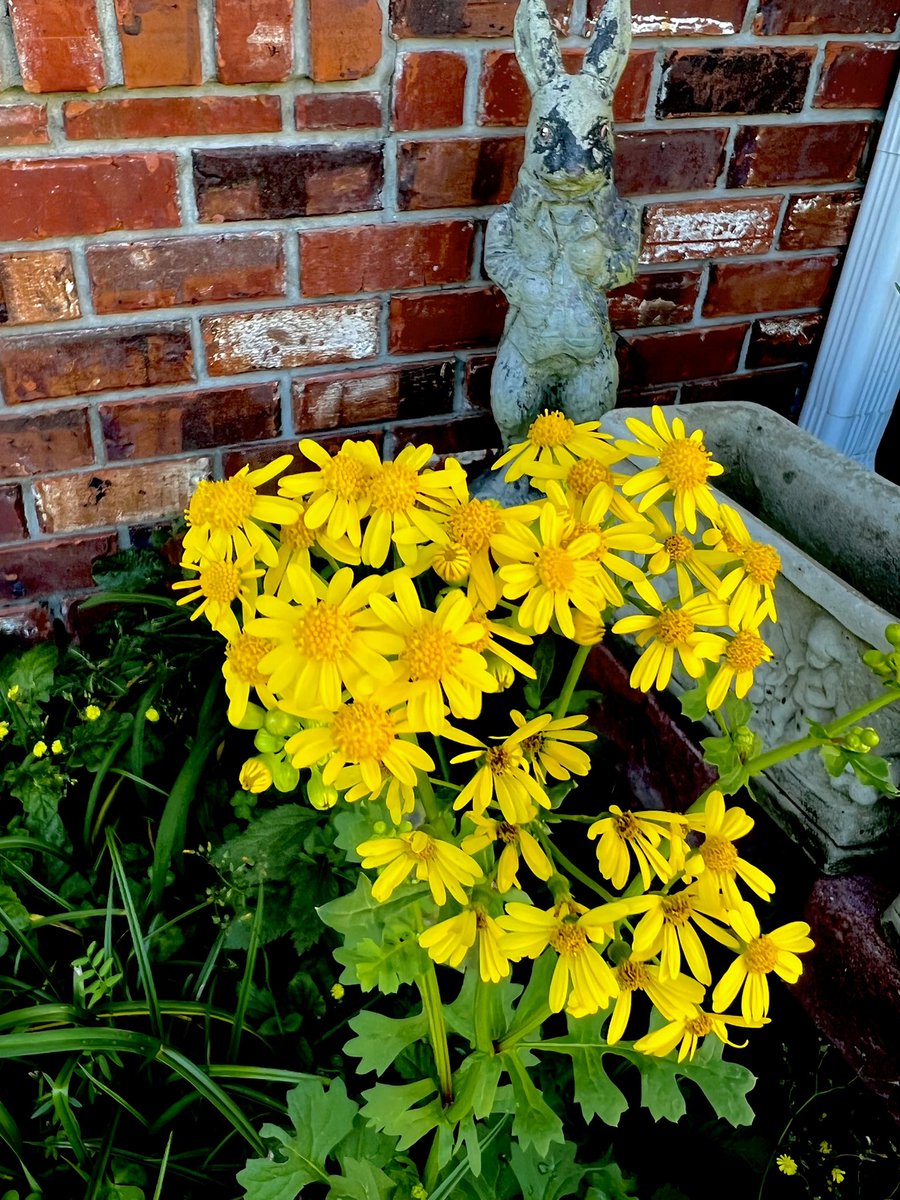 Tulip81339901's tweet photo. Morning 💛😘 https://t.co/HSYprqhInT