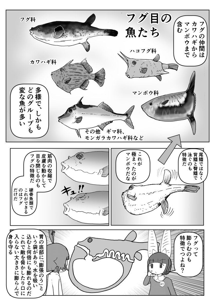 色々と誤解されてそうな動物を漫画で解説していくぞい。 第22回「フグ」2/2 #クック先生の動物講座 #漫画が読めるハッシュタグ #マンガが読めるハッシュタグ #フグ 