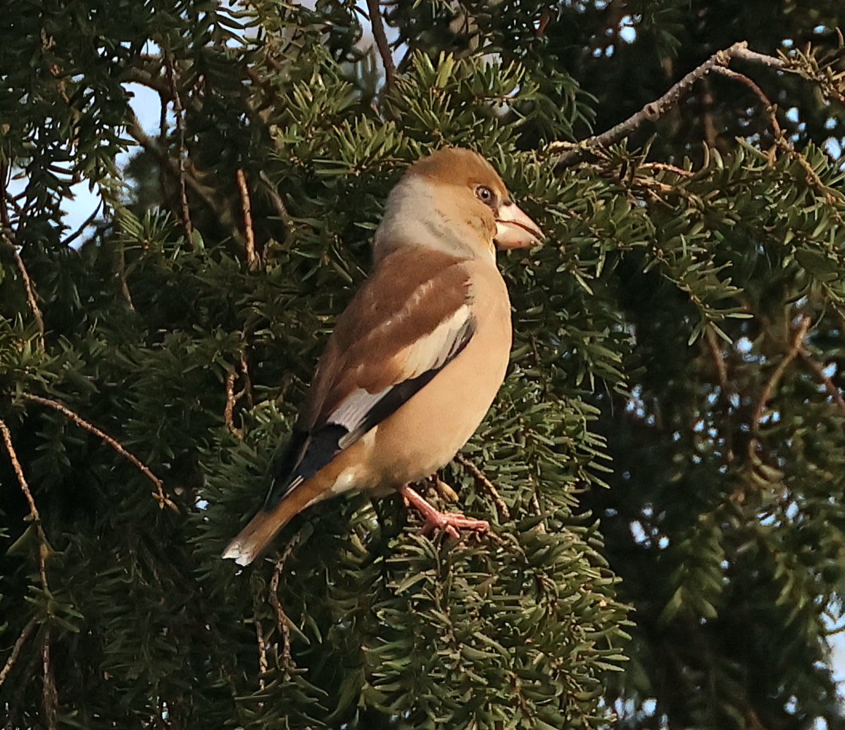 A few from Ice Station Bramfield churchyard  yesterday.  Happy days with <a href="/allan_burrows/">Allan Burrows</a> and <a href="/TraceyBurrows13/">Tracey Burrows</a> <a href="/Hertsbirds/">Herts Bird News</a>
