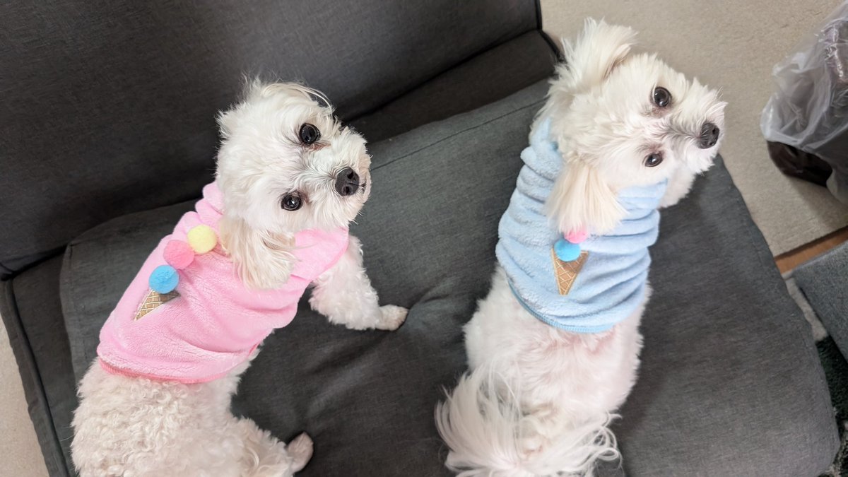 junkyard_kent's tweet photo. おニューの服👕

背中にアイスクリーム背負ってみた🍨

#マルチーズ
#犬のいる生活 https://t.co/qmmAqahaDB