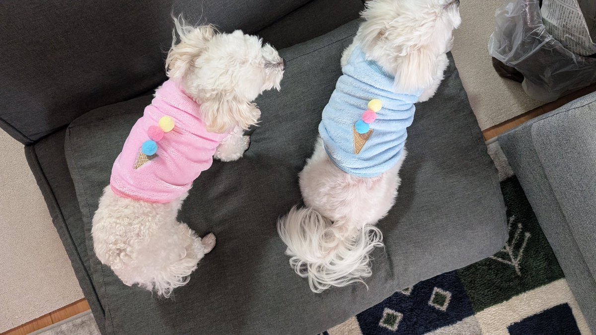 junkyard_kent's tweet photo. おニューの服👕

背中にアイスクリーム背負ってみた🍨

#マルチーズ
#犬のいる生活 https://t.co/qmmAqahaDB