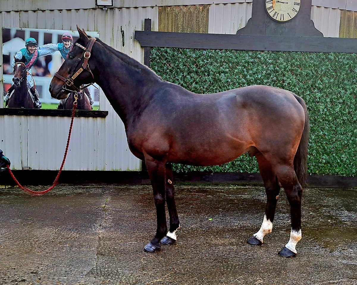WoodfieldFarm1's tweet photo. Bullet Train looks amazing today @ The @IREthoroughbred  Irish Stallion Trail. Sire of over 1️⃣8️⃣0️⃣ individual winners  #Irishstalliontrail 
#catchthetrain https://t.co/Wnms4kn1P0