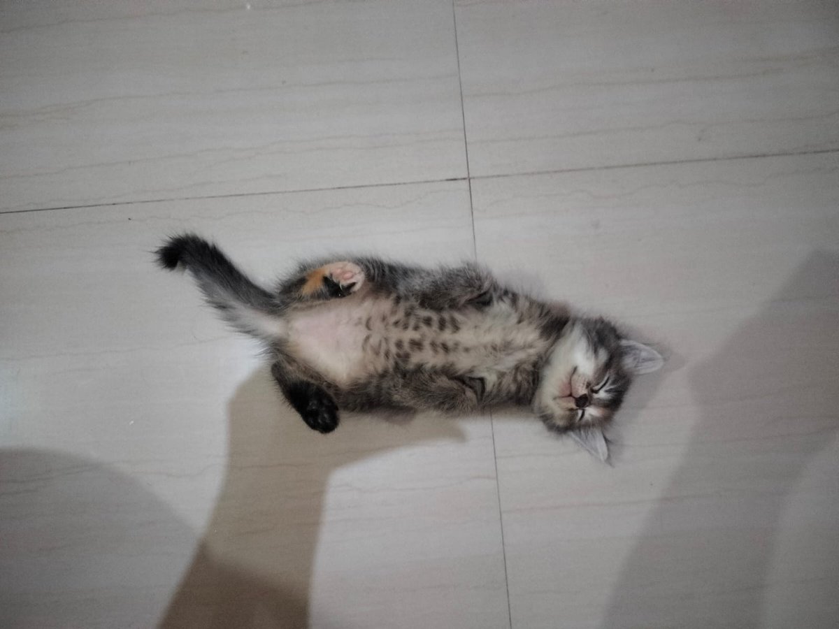 helenalewellyn's tweet photo. Haloo aku open adopt kucing mujaer sama anak anak nya ini yaa
Dom. SBY
Aku biayain pengiriman gocar dan gratis ya maharnya, yang penting dirawat dengan baik aja 😇
#openadopt
#openadoptkucing https://t.co/Bwue1WzXc1
