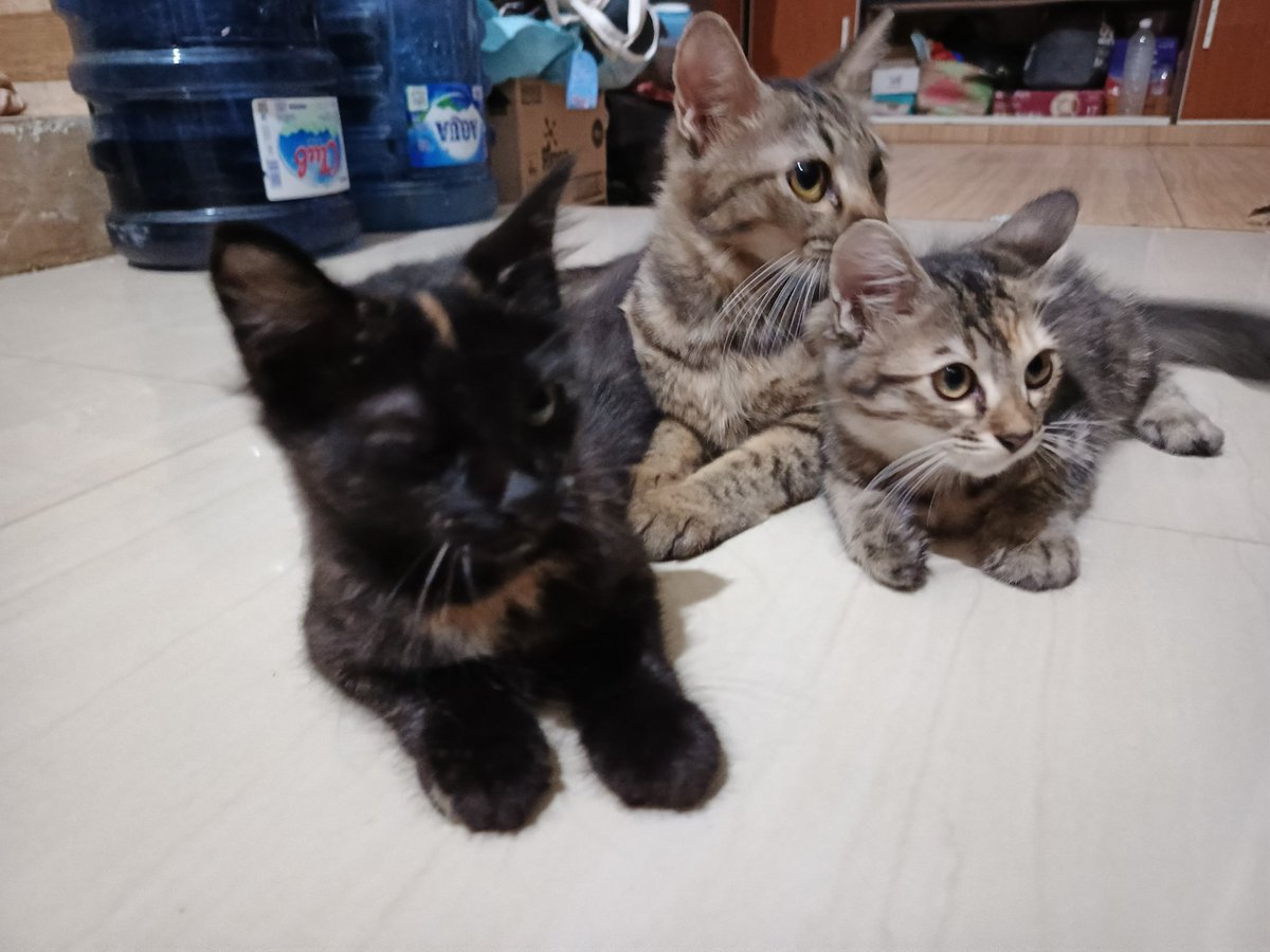 helenalewellyn's tweet photo. Haloo aku open adopt kucing mujaer sama anak anak nya ini yaa
Dom. SBY
Aku biayain pengiriman gocar dan gratis ya maharnya, yang penting dirawat dengan baik aja 😇
#openadopt
#openadoptkucing https://t.co/Bwue1WzXc1