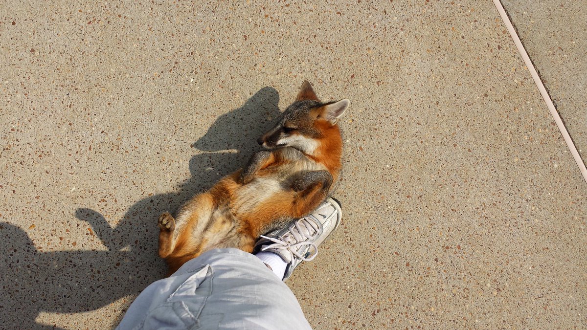 <a href="/Julesk23/">Jules M #ALF #AnimalsMatter</a> Well, if they didn't like that, show them this.  This guy was wild but chose human companionship.  He watched me when I was outside for weeks.  One day, while I was sanding some furniture, he decided I was more interesting than threatening.  He moved closer and closer, then