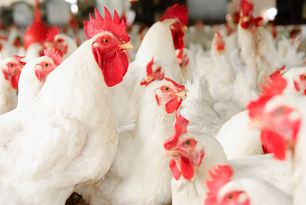 YesRwanda_'s tweet photo. Broiler Meat Prices in Rwanda ๐ | Kiosk EggGo
๐ Share your broiler meat price per kilo and location to help build a nationwide market network, empower farmers, and strengthen connections.
๐ฌ Drop your updates below! ๐
#BroilerPricesRwanda #FarmersConnect https://t.co/QI0ZZ07OCo
