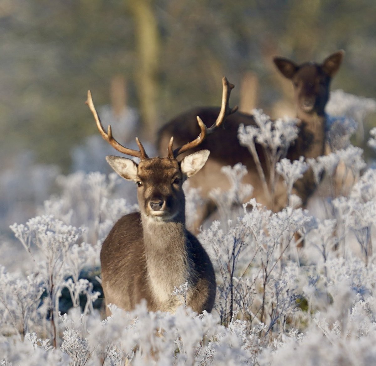 Frosty morning at Mersham Le Hatch Deer Park #mershamlehatch #mershamdeerpark