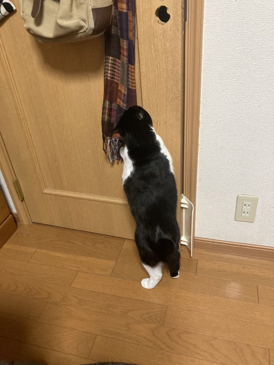 theremin2018_3's tweet photo. 気になるらしい。
ちょっとフレーメン起こしてるじゃん。
 #保護猫
 #猫のいる生活
 #猫好き 
 #猫好きさんと繫がりたい 
 #テル嬢日記 https://t.co/k4vvnizAlO