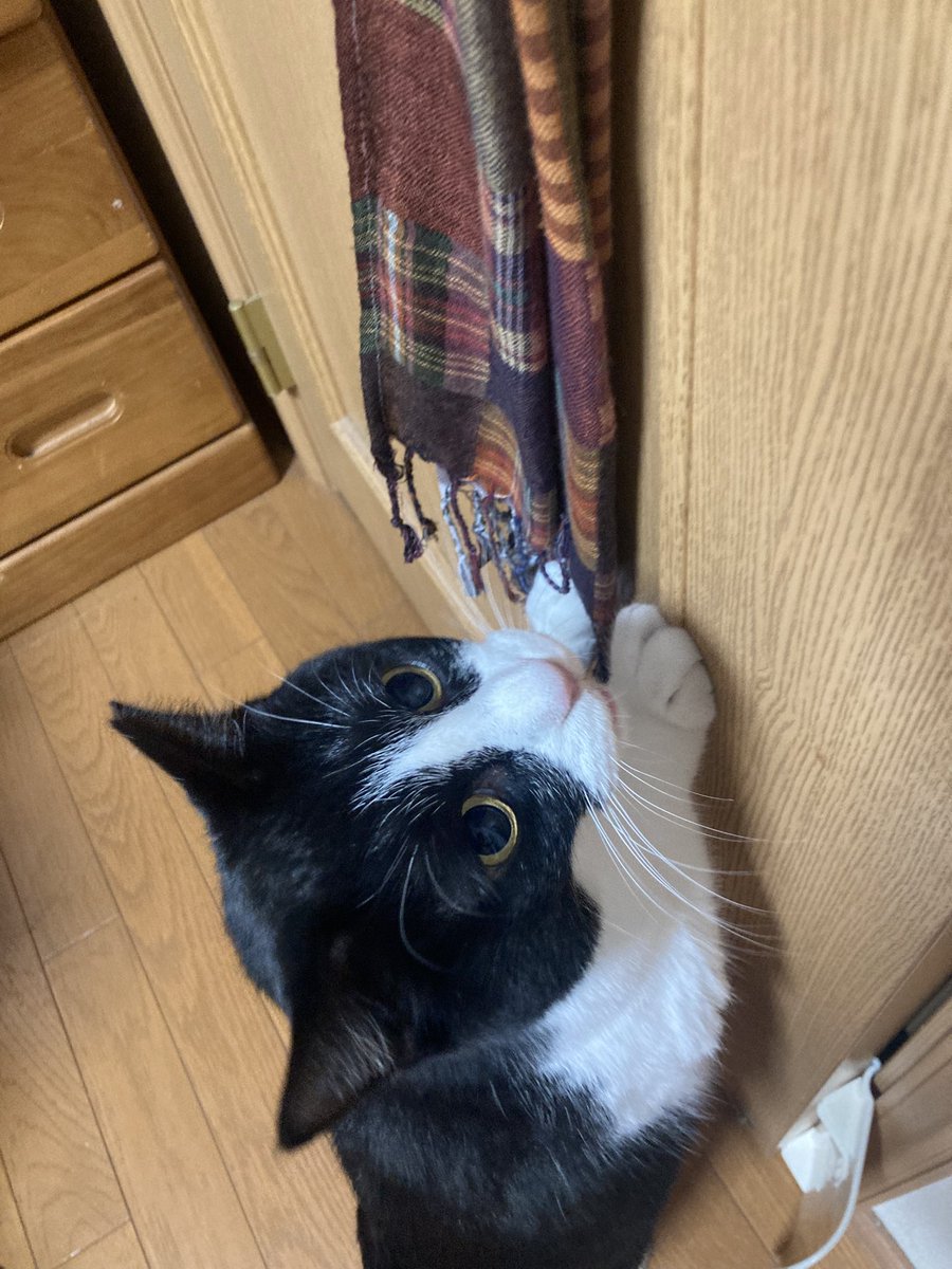 theremin2018_3's tweet photo. 気になるらしい。
ちょっとフレーメン起こしてるじゃん。
 #保護猫
 #猫のいる生活
 #猫好き 
 #猫好きさんと繫がりたい 
 #テル嬢日記 https://t.co/k4vvnizAlO