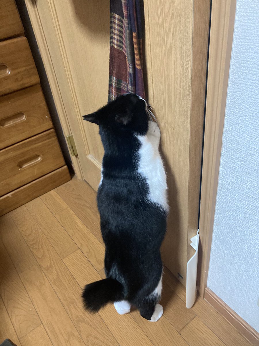 theremin2018_3's tweet photo. 気になるらしい。
ちょっとフレーメン起こしてるじゃん。
 #保護猫
 #猫のいる生活
 #猫好き 
 #猫好きさんと繫がりたい 
 #テル嬢日記 https://t.co/k4vvnizAlO