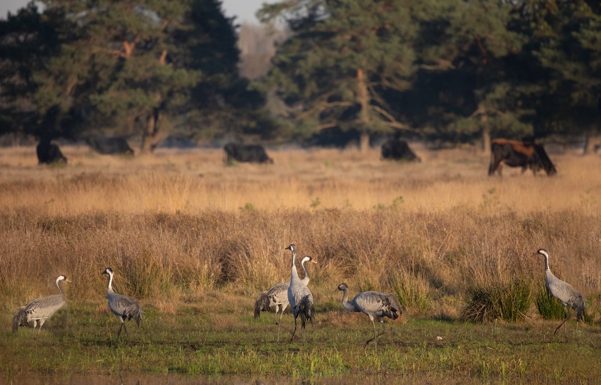 Meer broedende kraanvogels, koereigers en oehoes. Het jaar 2024 bracht opmerkelijke broedgevallen en territoria voort. Hieronder een eerste overzicht van <a href="/Sovon/">Sovon Vogelonderzoek Nederland</a> van de meest opvallende en bijzondere meldingen.
sovon.nl/actueel/nieuws… 🥚🦉