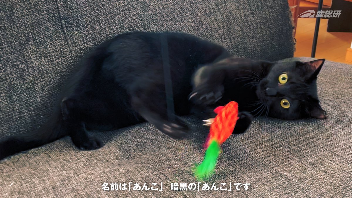 貼れと言われた気がしたので、貼ります。 👇あんこちゃんの映像は