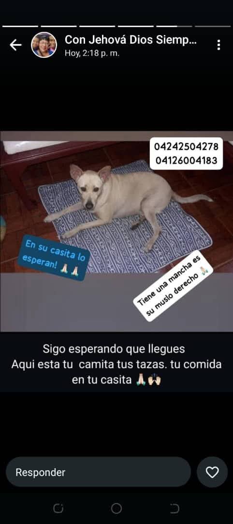Se busca.  Se perdió en los Magallanes de Catia, calle San Pastor, Caracas