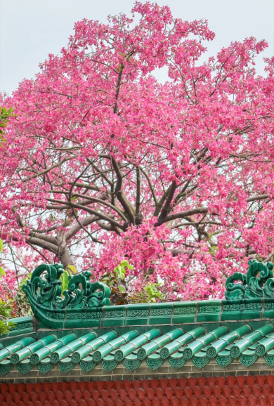 May39502446's tweet photo. Beautiful Ceiba speciosa flowers over the roof. 

#flowers #nature #Guangzhou #Guangdong #China #flower #cuteflower #cuteflowers #iloveflower #iloveflowers #plants #leaves #floral #blossom #blossoms #rose #autumn #winter #spring #summer #plant #garden #photography https://t.co/gnHedx9Gek