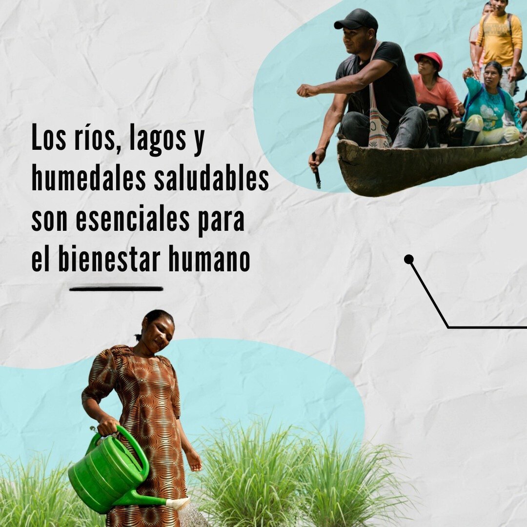 WWFespana's tweet photo. Un nuevo estudio revela que 1/4 de las especies de fauna de agua dulce están amenazadas 🐟🦀

📄 Principales amenazas:
→ Contaminación
→ Represas y extracción de agua
→ Agricultura e invasoras

La conservación terrestre no es suficiente para proteger los ecosistemas de agua dulce 🌿
Estudio: https://t.co/xHzKp6OZar