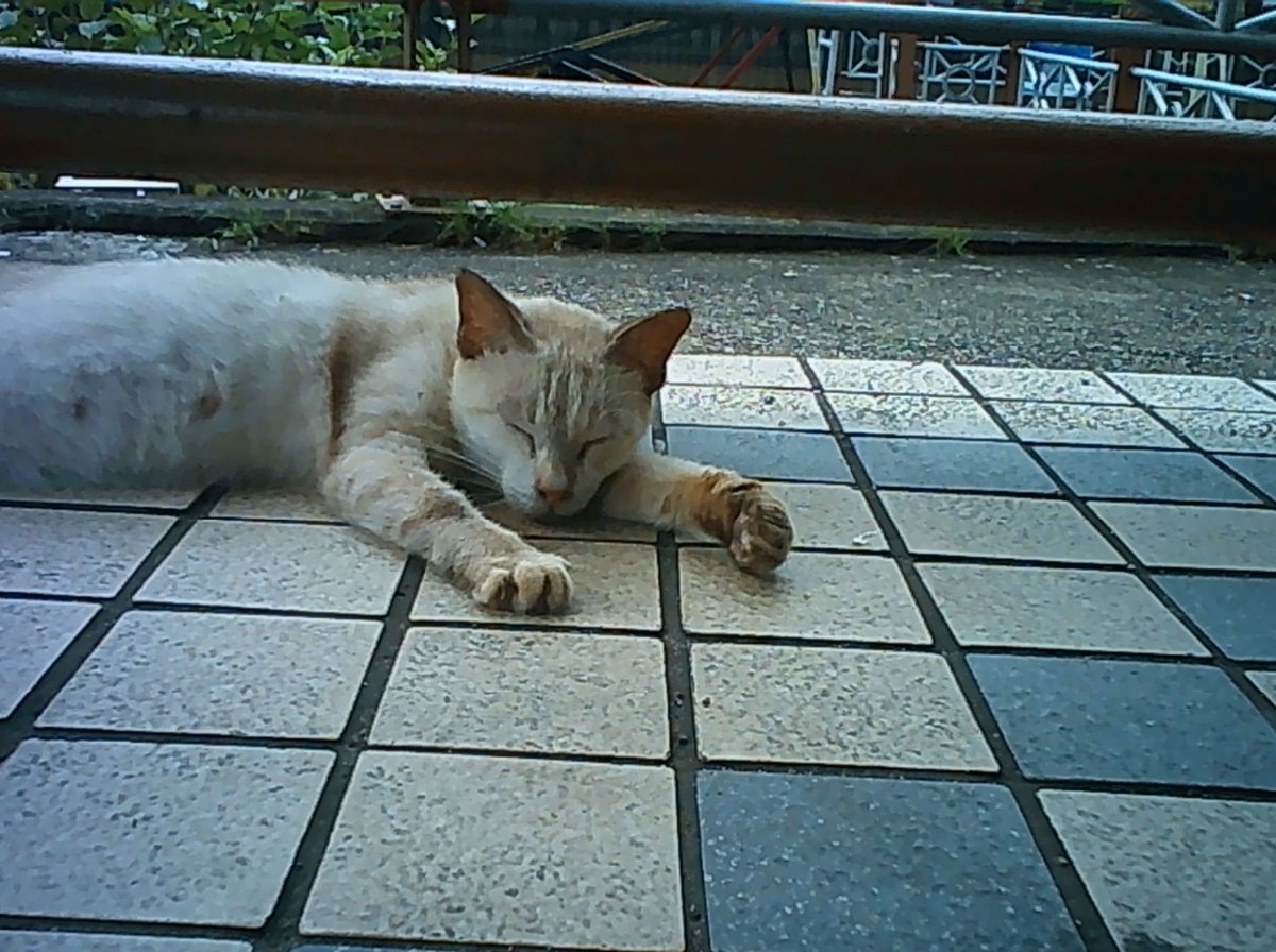 cavitz131's tweet image. 本日の  #Pieniflex ちゃん