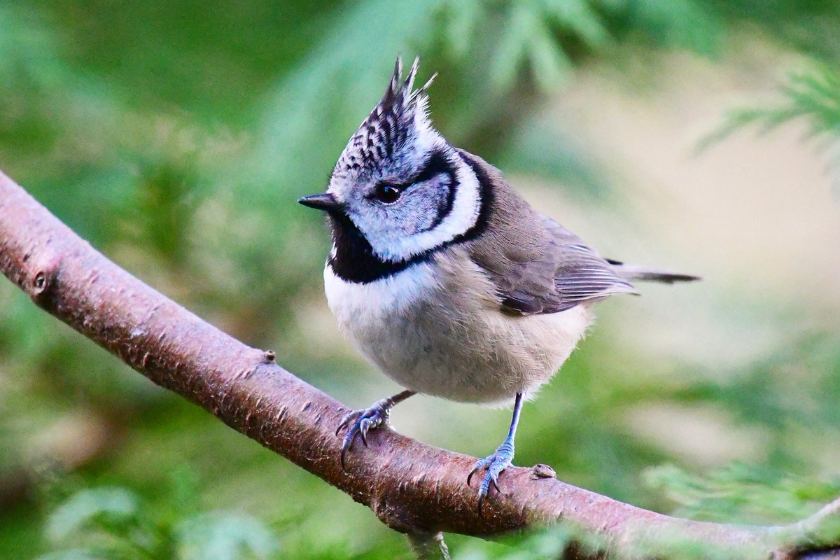 Crested Tit from a visit to the Cairngorms a couple of years ago. Would love to see them again! 😊