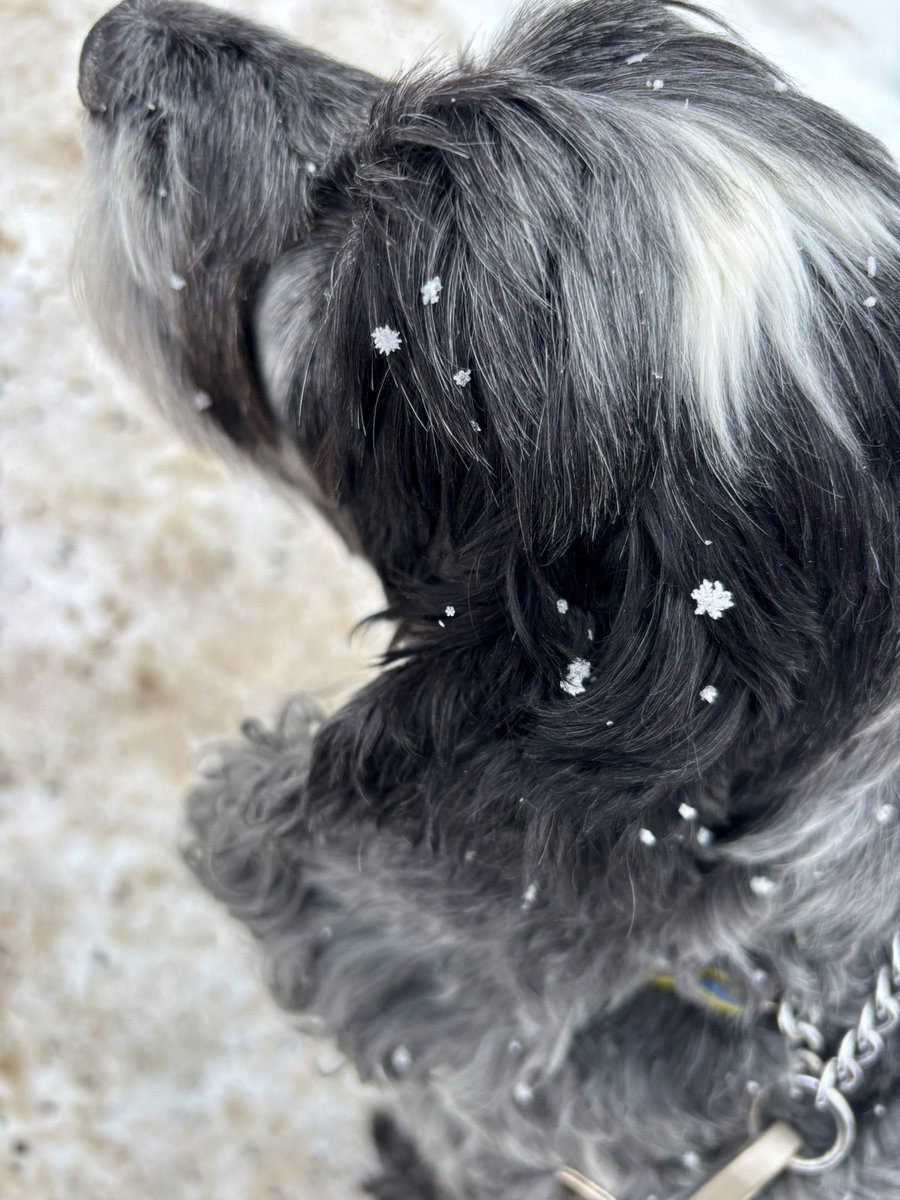 amneds9's tweet photo. きょう雪の結晶おっきかったー❄️✨

#札幌 https://t.co/fIeUXHKcaY